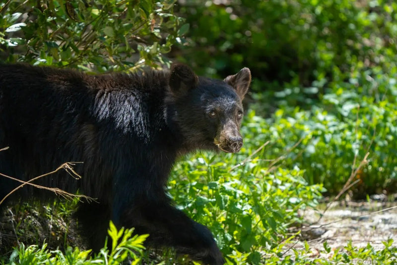 Black Bear. Brown Coat. Long Story.